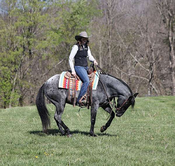 trail-quarter-horse