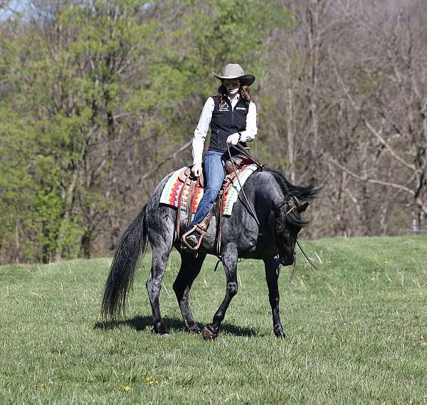 trail-riding-quarter-horse