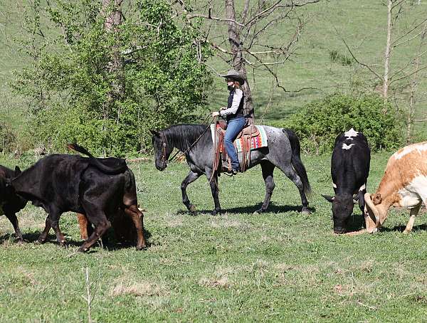 working-cattle-quarter-horse