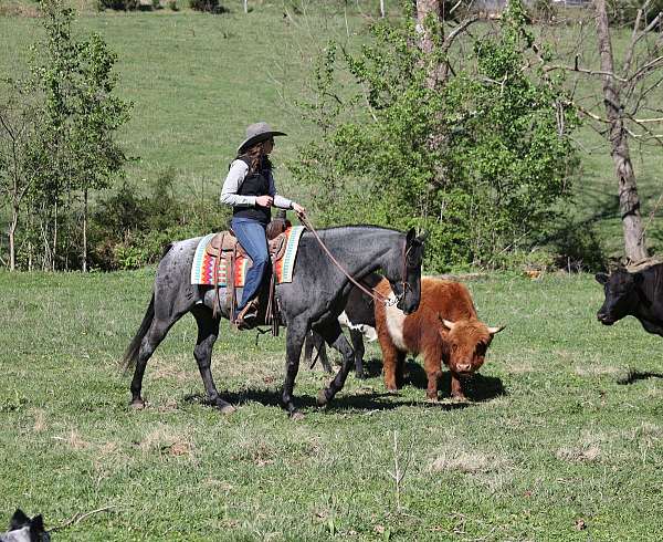 youth-quarter-horse