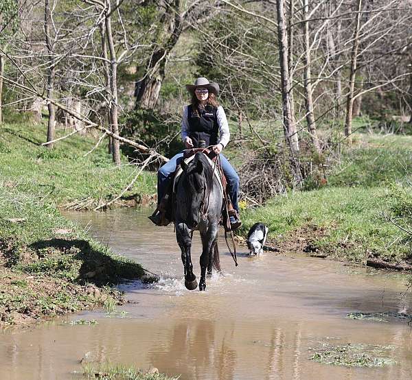 blue-roan-quarter-horse-gelding