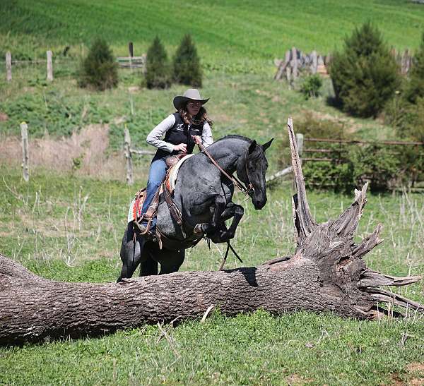 blue-roan-all-around-horse