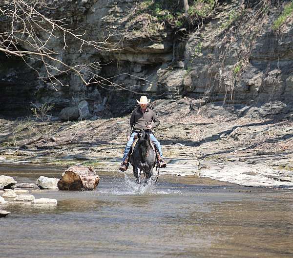 blue-roan-athletic-horse