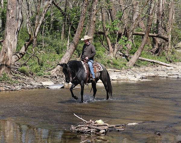 blue-roan-flashy-horse