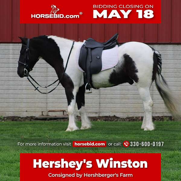 all-around-gypsy-vanner-pony