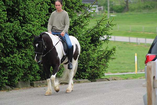 athletic-gypsy-vanner-pony
