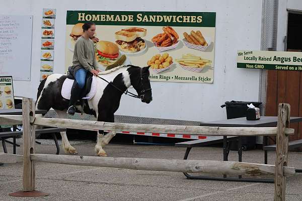beginner-gypsy-vanner-pony