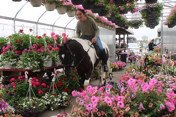 driving-gypsy-vanner-pony