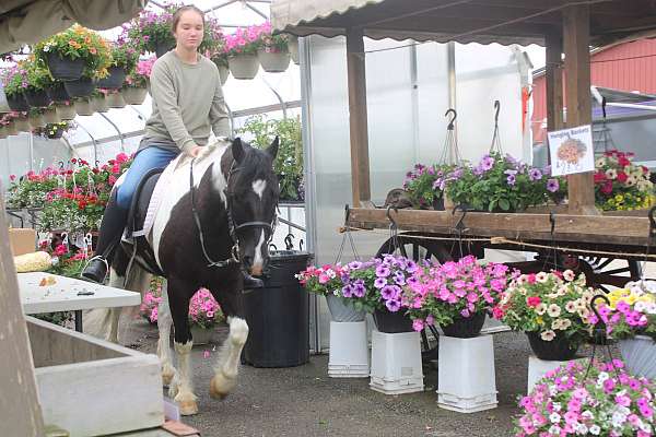 flashy-gypsy-vanner-pony