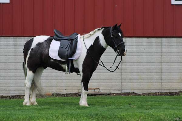 kid-safe-gypsy-vanner-pony