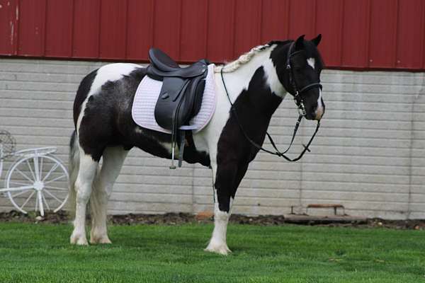 ranch-gypsy-vanner-pony