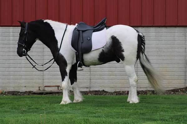 ridden-english-gypsy-vanner-pony
