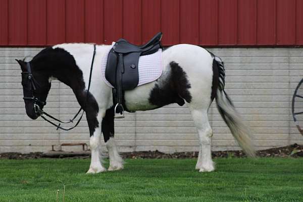 ridden-western-gypsy-vanner-pony
