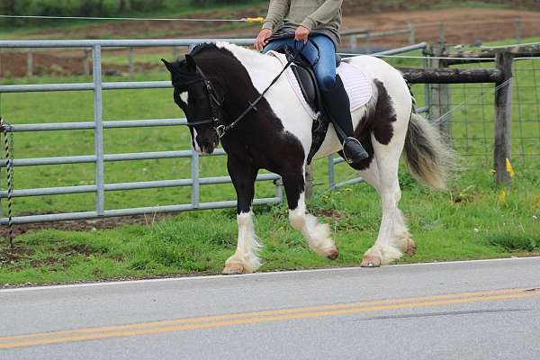 show-gypsy-vanner-pony