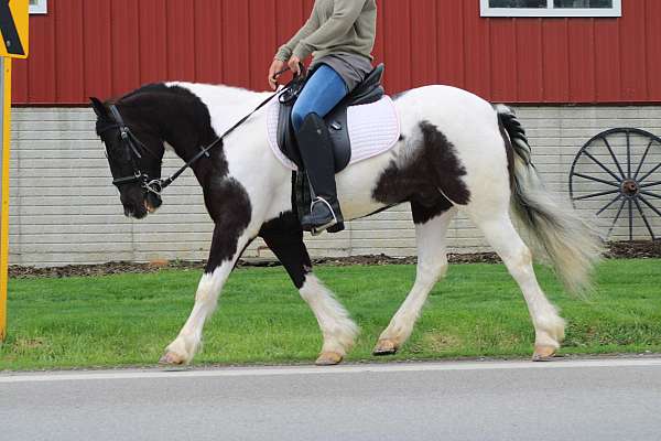 trail-gypsy-vanner-pony