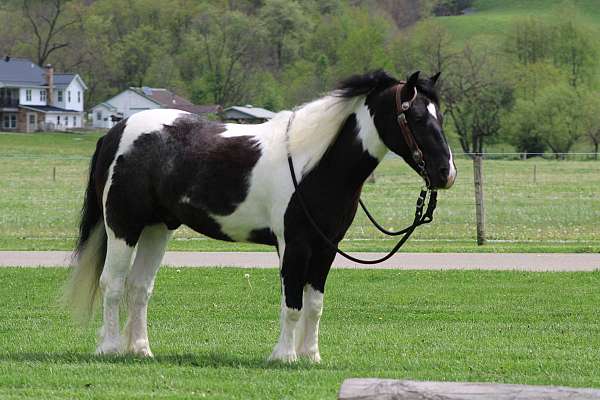 trail-riding-gypsy-vanner-pony
