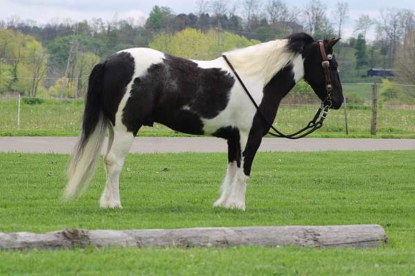 western-pleasure-gypsy-vanner-pony