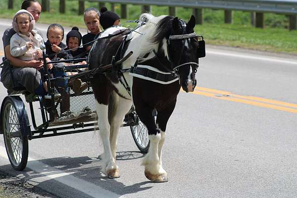 youth-gypsy-vanner-pony