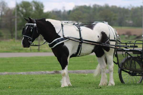 piebald-gypsy-vanner-gelding