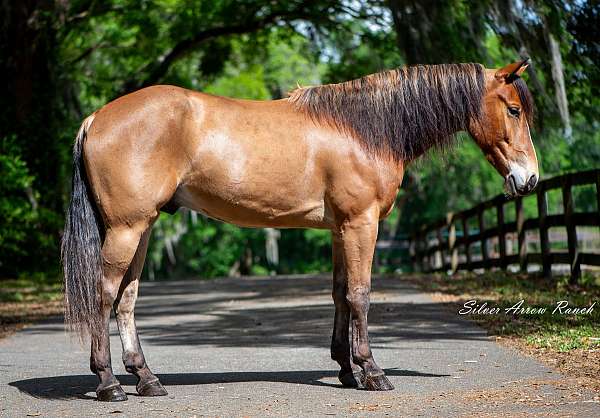 athletic-quarter-pony