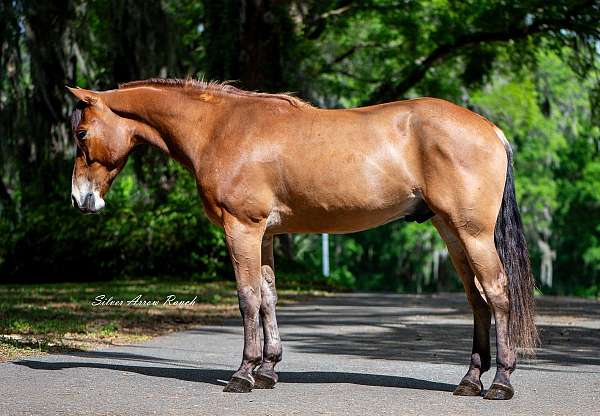 flashy-quarter-pony