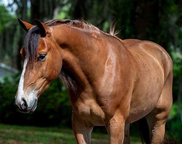 jumping-quarter-pony