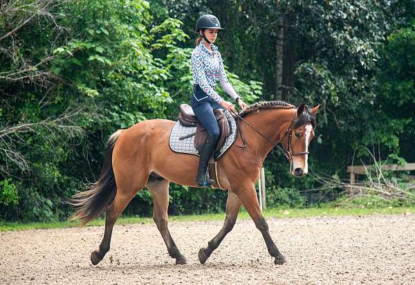 hunter-jumper-quarter-pony