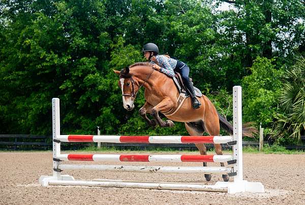 kid-safe-quarter-pony