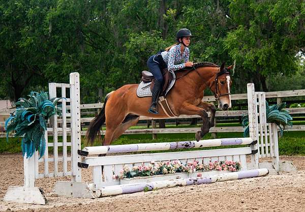 ridden-english-quarter-pony