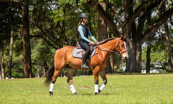 ridden-western-quarter-pony