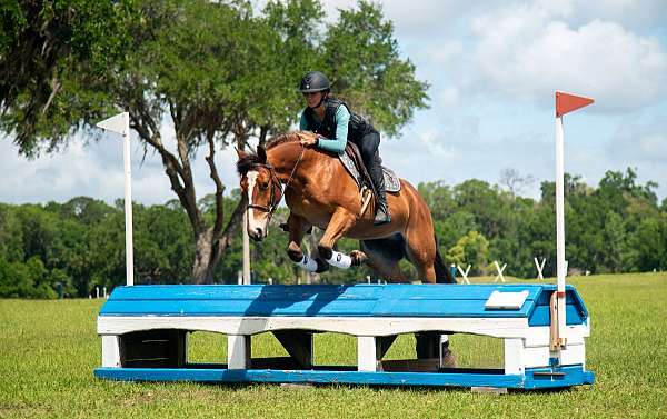 show-quarter-pony