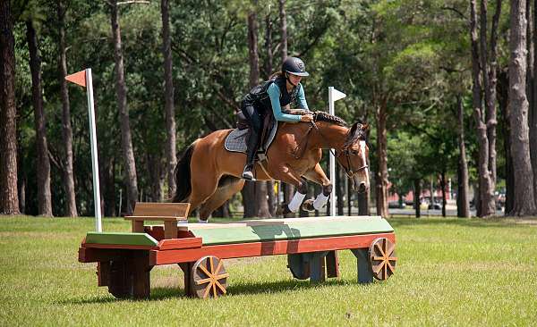 trail-quarter-pony