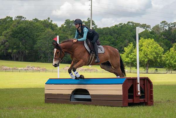 trail-riding-quarter-pony