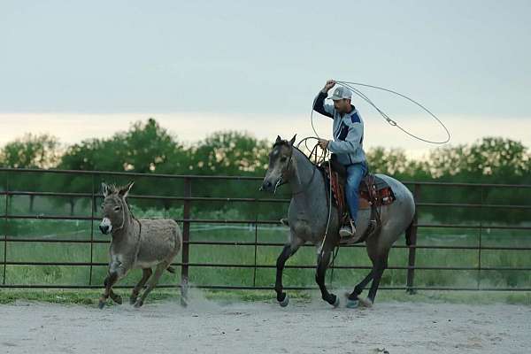 calf-roping-quarter-horse
