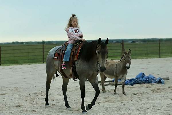 flashy-quarter-horse