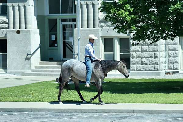 heel-quarter-horse