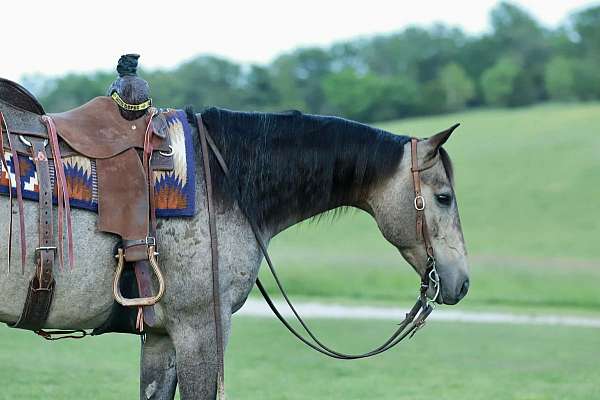 performance-quarter-horse