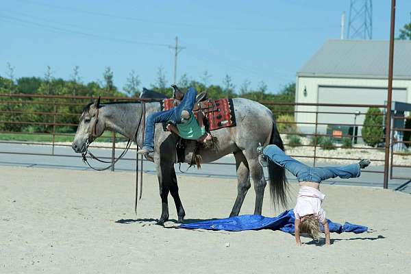 ranch-versatility-quarter-horse