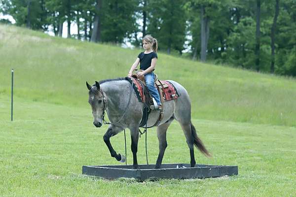 roping-quarter-horse