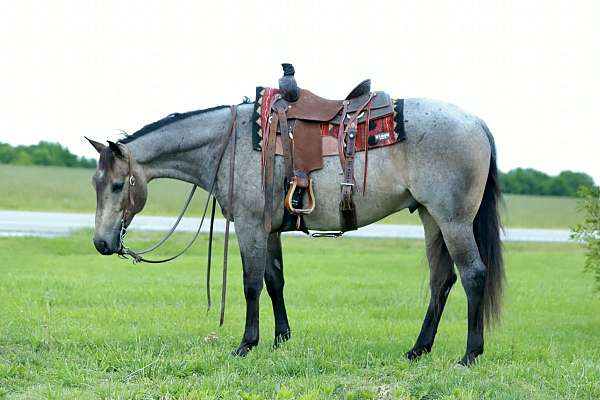 show-quarter-horse
