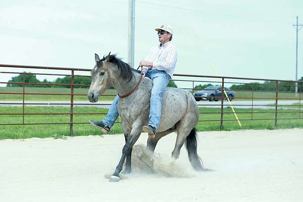 trail-riding-quarter-horse