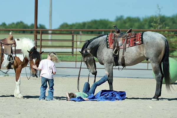 western-riding-quarter-horse