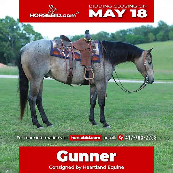 all-around-quarter-horse