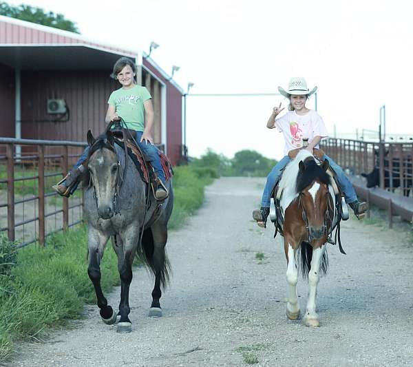 working-cow-quarter-horse