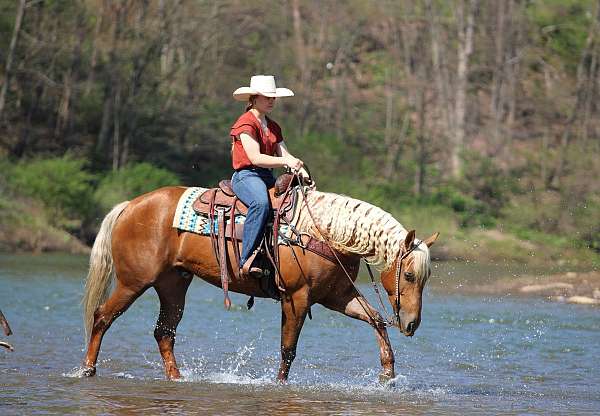 ridden-english-quarter-horse