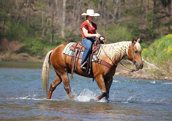 roping-quarter-horse