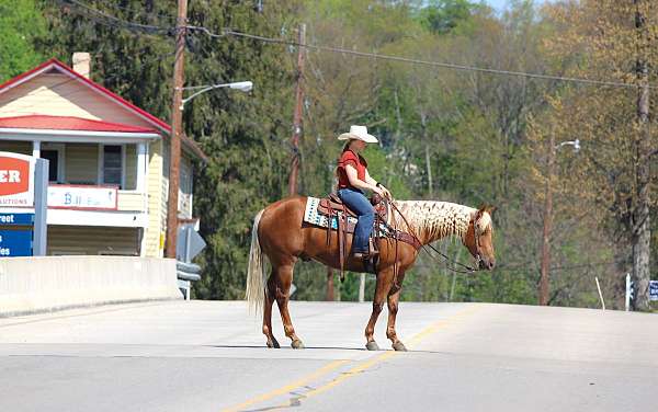 trail-quarter-horse