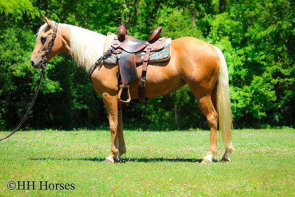 all-around-quarter-horse