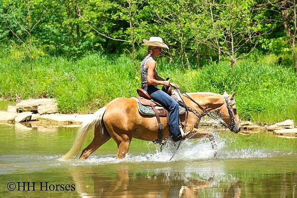 athletic-quarter-horse
