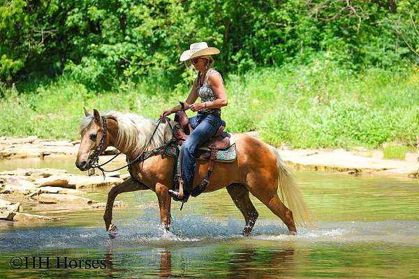 beginner-quarter-horse